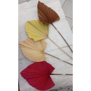 LATANIA MEDIA 159753 COLORIDA (APROXIMADAMENTE 90CM)