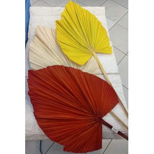 LATANIA COLORIDA NATURAL GIGANTE ( APROXIMADAMENTE 150CM)