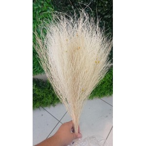 FL ASPARGO ALVEJADO A75XL17CM