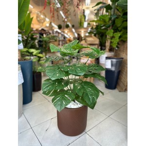 ARVORE 60680 COSTELA DE ADAO C/24 GALHOS A70CM