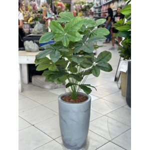 FL ARVORE 32688 PACHITA AQUATICA (ARVORE DO DINHEIRO) A89CM