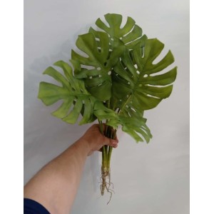 ARVORE COD2585 COSTELA DE ADAO C/ RAIZ 60CM