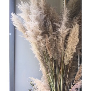 FL KIT C/ 5 HASTES DE CAPIM DOS PAMPAS GIGANTE NATURAL A190CM